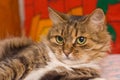 Lazy cat Royalty Free Stock Photo