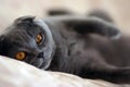 Lazy cat Royalty Free Stock Photo