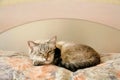 Lazy cat in the bedroom Royalty Free Stock Photo