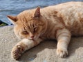 Lazy Cat Chilling on the Beach