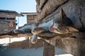 Lazy cat on cottage pile strucutre house in borneo indonesia Royalty Free Stock Photo