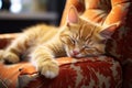 Lazy cat day Cute cat sleeping on the sofa at home Royalty Free Stock Photo