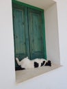 Lazy cat in front of closed wood window Royalty Free Stock Photo