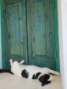 Lazy cat in front of closed wood window Royalty Free Stock Photo