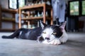 Lazy cat lay down on ground Royalty Free Stock Photo