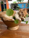 a lazy cat lazily leaning against a flower pot is simply adorable