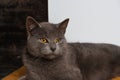 A lazy cat lies on a warm floor. The gray British cat is resting near the fireplace Royalty Free Stock Photo