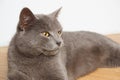 A lazy cat lies on a warm floor. The gray British cat is resting near the fireplace Royalty Free Stock Photo