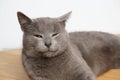 A lazy cat lies on a warm floor. The gray British cat is resting near the fireplace Royalty Free Stock Photo