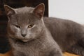 A lazy cat lies on a warm floor. The gray British cat is resting near the fireplace Royalty Free Stock Photo