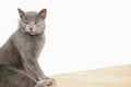 A lazy cat lies on a warm floor. The gray British cat is resting near the fireplace Royalty Free Stock Photo