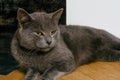 A lazy cat lies on a warm floor. The gray British cat is resting near the fireplace Royalty Free Stock Photo