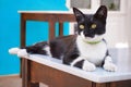 Lazy Cat Lying on a Table in the Greek Islands