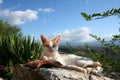 Lazy cat in mystras Royalty Free Stock Photo
