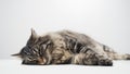 Lazy cat napping Royalty Free Stock Photo