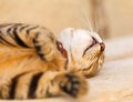 Lazy cat Royalty Free Stock Photo