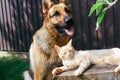 A ginger lazy cat is relaxing in the shade of a summer garden on a large stump and does not know what surprise has crept up behind Royalty Free Stock Photo