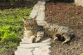 Lazy cat resting in the garden