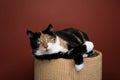 lazy cat resting on scratching barrel cat furniture