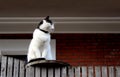 A lazy cat sits on a fence and looks lazily into the distance Royalty Free Stock Photo