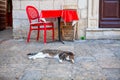 Lazy Cat Sleeping at the Pavement