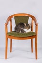 Lazy cat sleeping unique old chair in his new house isolated on an white wall background. Pets concept Royalty Free Stock Photo