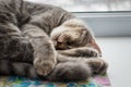 Lazy cat sleeping on windowsill. Selective focus. Royalty Free Stock Photo