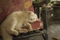 Lazy cat squirming on chair Royalty Free Stock Photo