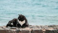 Lazy cat in the sun on a stone wall. Royalty Free Stock Photo