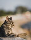 A lazy cat Royalty Free Stock Photo