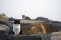 Lazy cats are resting in a foggy day Royalty Free Stock Photo