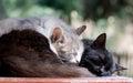 Lazy cats sleeping