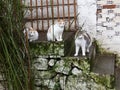 Lazy cats and old stairs