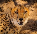 Lazy Cheetah