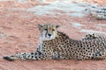 Lazy Cheetah (Gepard). Royalty Free Stock Photo