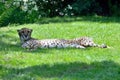 Lazy Cheetah laying down on the grass