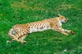 Lazy Cheetah Lounging on Grass Peacefully Sleeping