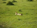 Lazy cheetah lying grass Africa