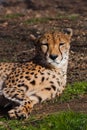 A lazy cheetah with orange skin lit by the sun lies in the green spring grass