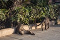 A lazy city cat is lying on the street, taking siesta and does not hurry anywhere. Close up view.4