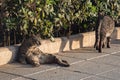 A lazy city cat is lying on the street, taking siesta and does not hurry anywhere. Close up view.3