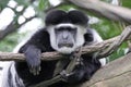 Lazy Colobus Monkey Royalty Free Stock Photo