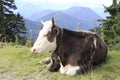 Lazy cow Royalty Free Stock Photo