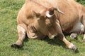 Lazy cow sleeping in the grass Royalty Free Stock Photo