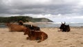 Lazy cows at the beach