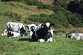 Lazy Cows Resting in a Grass Field in the Azores Royalty Free Stock Photo