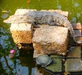 A Lazy Crocodile and an Active Tortoise