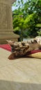 Lazy Cute cat picture Royalty Free Stock Photo