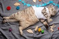 Lazy cute cat in a T-shirt, funny lies with toys. Sweet dreams and a sleepy animal. View from above Royalty Free Stock Photo