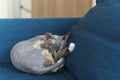 Cute sphynx cat sleeping on the sofa Royalty Free Stock Photo